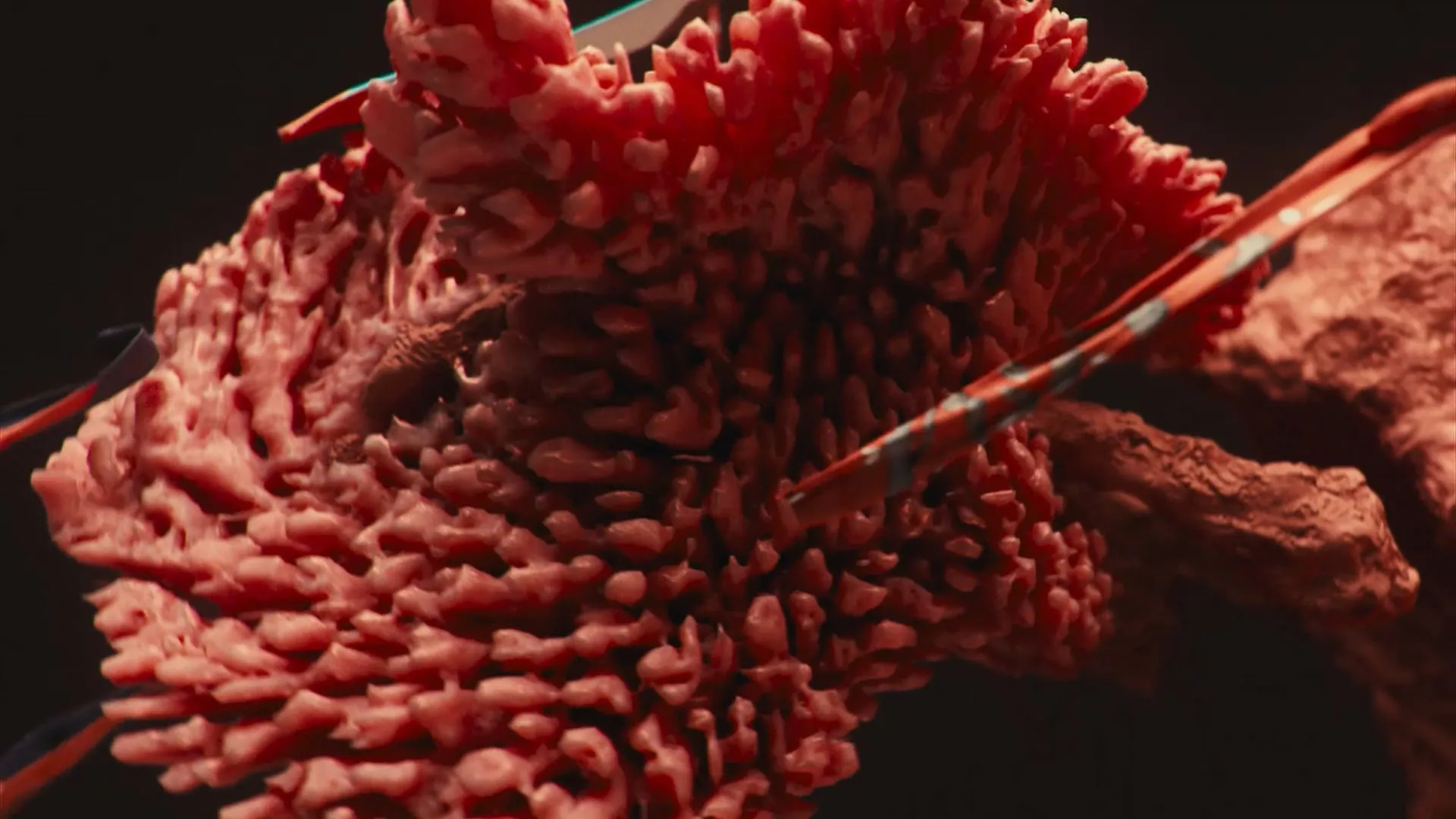 KAFT Colors — Coral — still