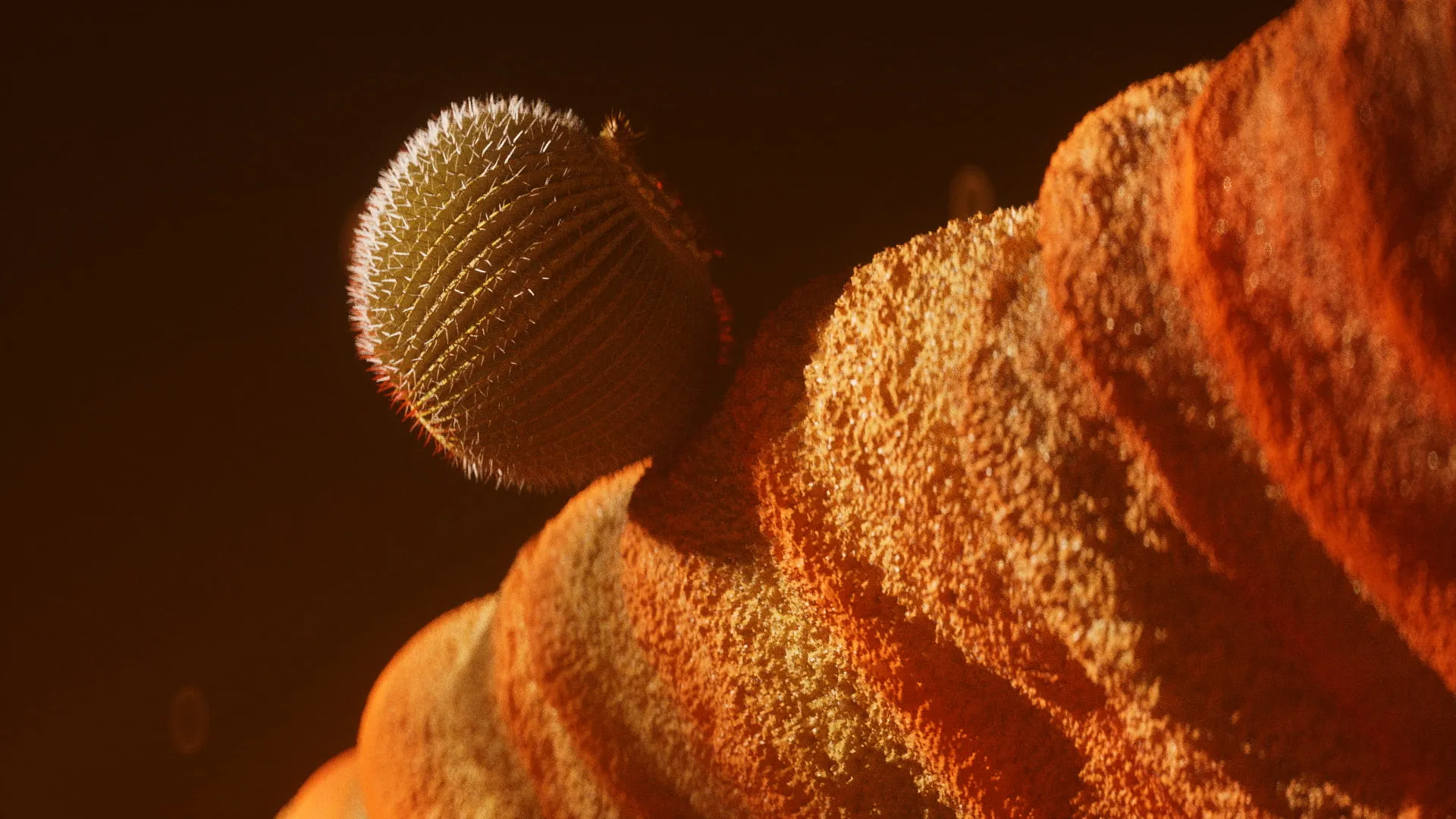 Camp Mograph Australia — Title Sequence — still 5